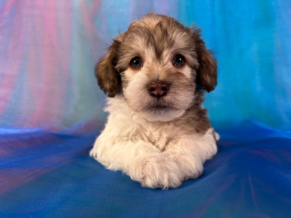 Male Schnoodle Puppy for Sale DOB 11-18-2025 $950